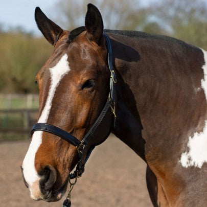 GALLOP Premium Padded Leather Headcollar